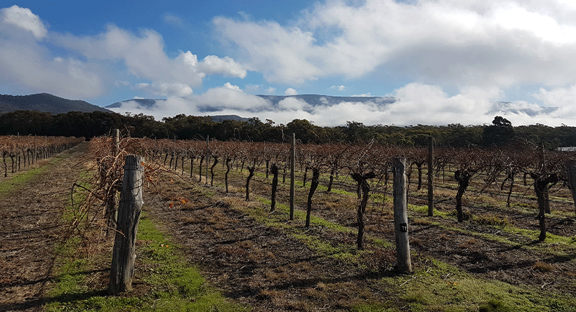 Fallen Giants Vineyard